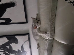 Katze abzugeben  Bild 3
