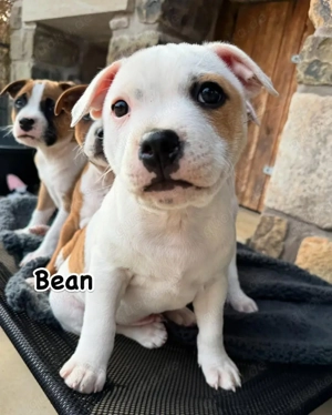    **Blaue Staffy-Welpen zu verkaufen!**