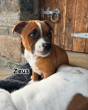    **Blaue Staffy-Welpen zu verkaufen!**