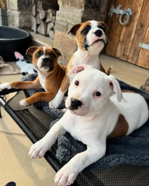    **Blaue Staffy-Welpen zu verkaufen!**