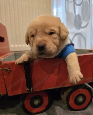 Labrador Welpen 