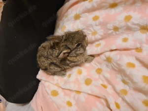 Zwergkaninchen  Zwergwidder Babys Bild 3