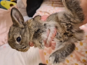 Zwergkaninchen  Zwergwidder Babys