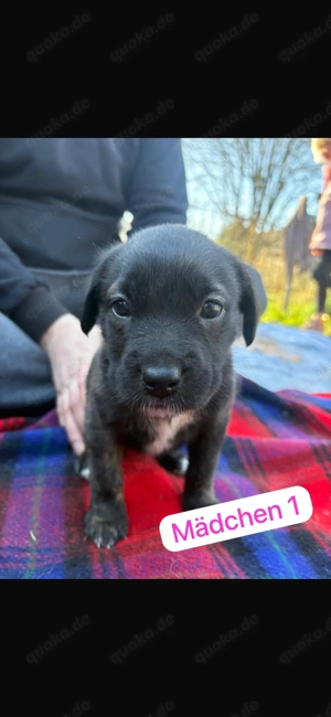 Zuckersüße Welpen suchen ein liebevolles Zuhause   