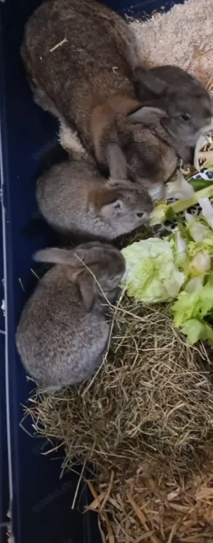Zwergkaninchen  Zwergwidder Babys Bild 5