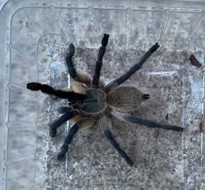 5x Monocentropus balfouri (Blaue Jemen-Vogelspinne)
