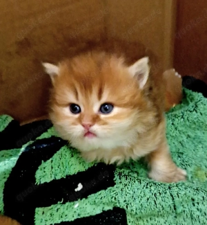 BKH BLH  Kitten Reinrassig mit Stammbaum 