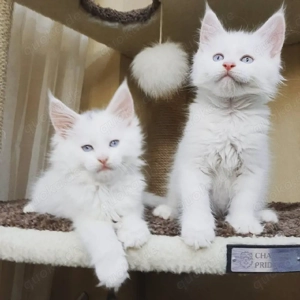 Maine-Coon-Kätzchen