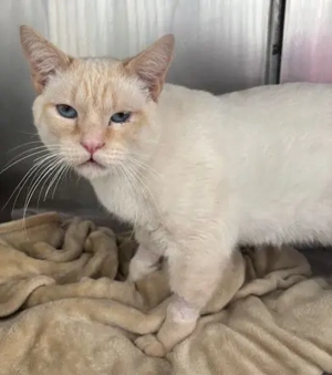 Jumbo sucht sein Zuhause - Einzelprinz ;)