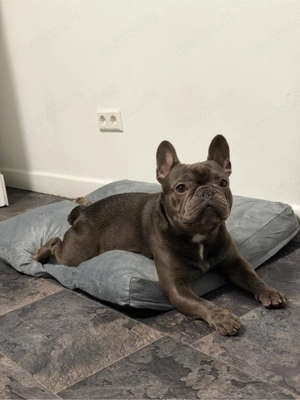 Französische Bulldogge 