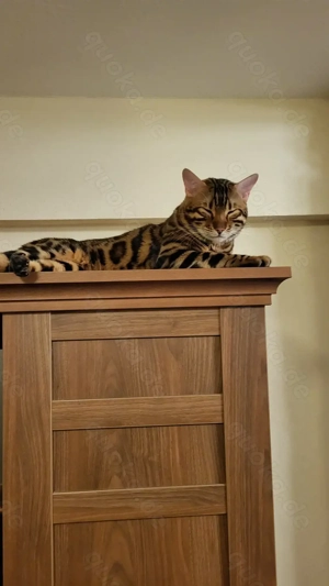 Deckkater Bengal