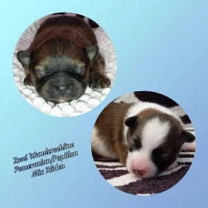 Wunderschöne Pomeranian Papilion Welpen 