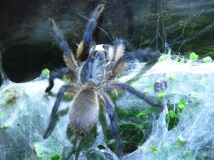 1x Monocentropus balfouri (Blaue Jemen-Vogelspinne)