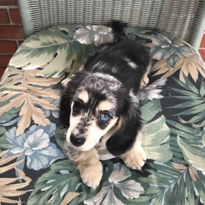 Dackelwelpen suchen ein neues Zuhause   sehr süß und freundlich