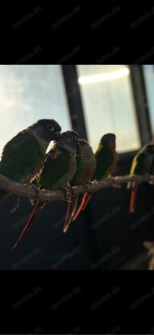 Grünwangen Rotschwanzsittich