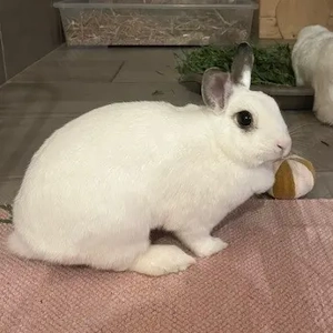 KLEO sucht ein Zuhause