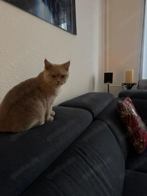 Britisch Kurzhaar Männlich 