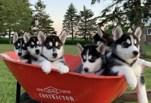 Siberian Husky Welpen 