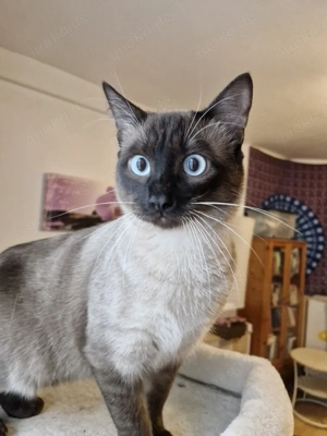 Siamkater 7 Monate alt kastriert 