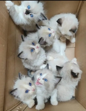 Ragdoll-Kätzchen mit blauen Augen
