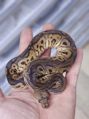 1.0 Black Pastel YB Clown Königspython, Python Regius 