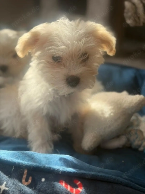 Malteser   Yorkshire Terrier Mix Welpen (Morkie)