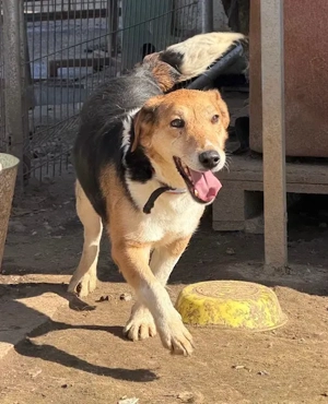 Lucky, zzt. in Ungarn, ist ein freundlicher und aufgeweckter Rüde