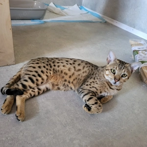 Deckkater Savannah Bild 7