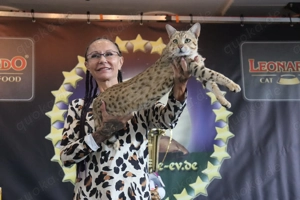 Deckkater Savannah Bild 5