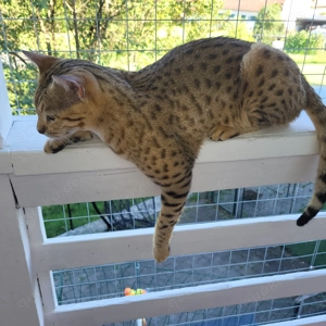 Deckkater Savannah Bild 10