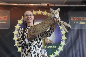 Deckkater Savannah Bild 2
