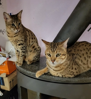 Deckkater Savannah Bild 9