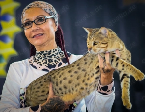 Deckkater Savannah Bild 8