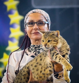 Deckkater Savannah Bild 11