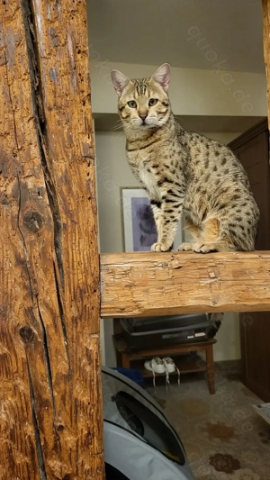 Deckkater Savannah Bild 6