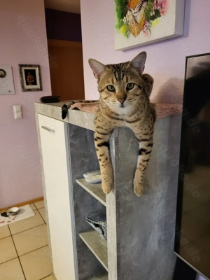Deckkater Savannah Bild 4
