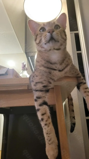 Deckkater Savannah Bild 3