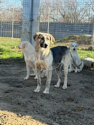 Nathan, z. Zt. in Ungarn, ist ein zauberhaftes, verspieltes, freundliches und neugieriges Wesen. 