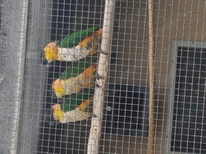 Grünzügel Papageien