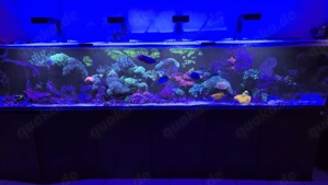 Komplettes Meerwasseraquarium, 1100 Liter, 320x60x60cm mit sämtlichem Zubehör 