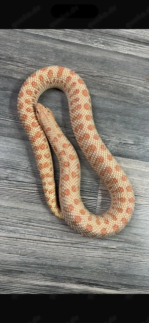 albino arctic caramel 0.1 adult 