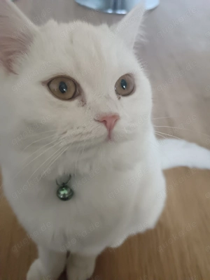 Kätzchen In gute Hände abzugeben