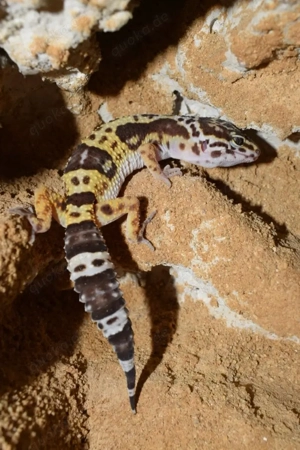 Leopardgecko 0.1 Tremper Albino