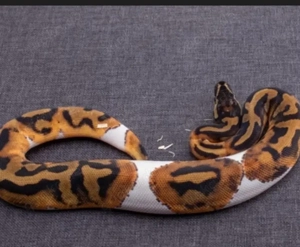 1.0 Königspython abzugeben