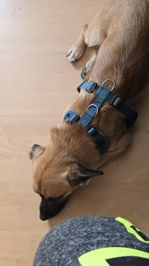 stitch sucht erfahrenes Zuhause 