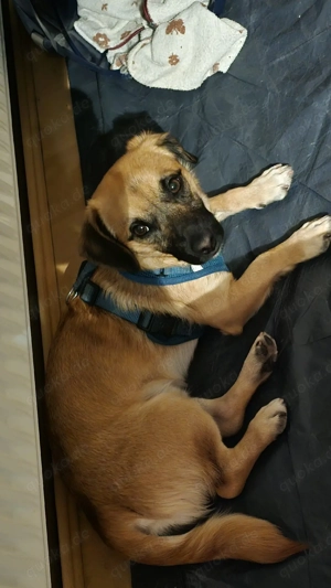 Stitch sucht dringend neues erfahrenes zuhause