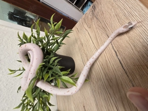 1.0 Palmetto het lavender  het.....Übergabe am 14.3 . In Hamm am möglich 