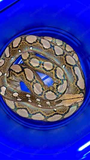 Dwarf Netzpython motley 1.0