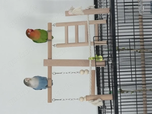 Unzertrennliche Paar 