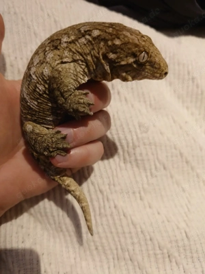 Rhacodactylus Leachianus Leachie Gecko 0.1 Pure Pine Island Geckomädchen
